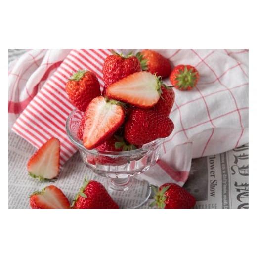 ふるさと納税 いちご 静岡県 静岡市 苺屋いちかわ農園直送 その時一番おいしいイチゴ4パックセット 配送不可:沖縄県・離島