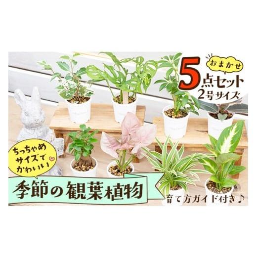 ふるさと納税 花・苗木 京都府 京丹後市 京都・京丹後の専門店が厳選 観葉植物5点セット|癒しと彩りのグリーン便 配送時期:父の日用6/19-21お届け YE0000…