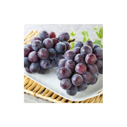 ふるさと納税 ぶどう 岡山県 津山市 秋のニューピオーネ2房 冷蔵 2026年発送 1709335