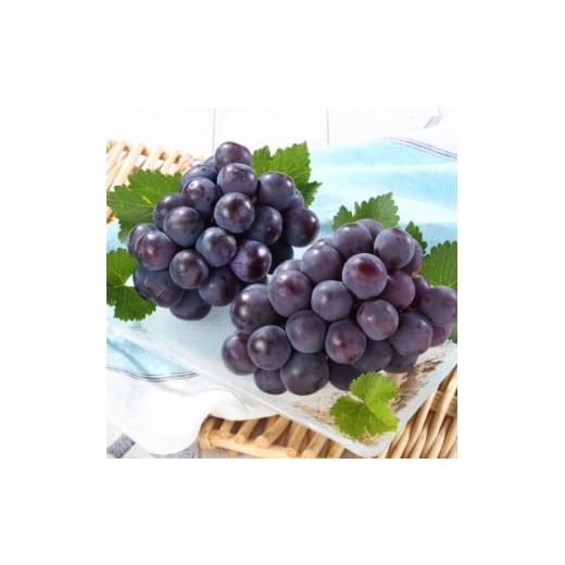 ふるさと納税 ぶどう 岡山県 津山市 岡山県産 オーロラブラック2房 冷蔵 2026年発送 1709338