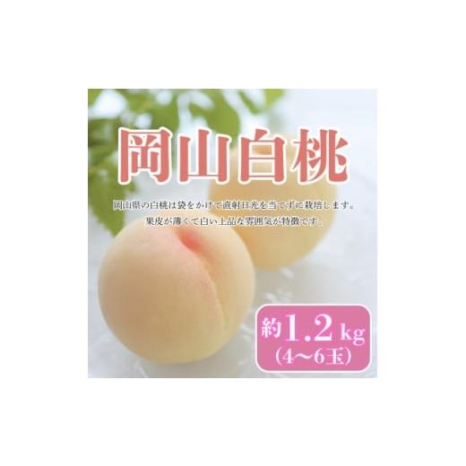 ふるさと納税 もも 岡山県 津山市 2026年発送 7月発送 岡山白桃 約1.2kg(4〜6玉) 1709649