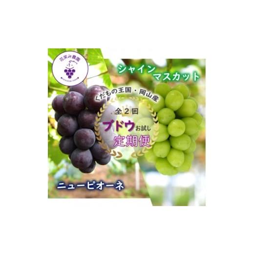 ふるさと納税 ぶどう 巨峰 岡山県 津山市 発送月固定定期便 岡山 花笑み農園のピオーネ&amp;シャインお試し便(各1房・500g以上)全2回 4082285