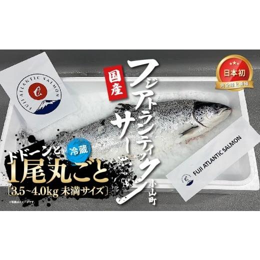 ふるさと納税 魚貝類 サーモン 静岡県 小山町 日本初 完全陸上養殖 フジアトランティックサーモン 冷蔵 1尾丸ごと( 3.5〜4.0kg未満サイズ ) | サーモン アト…