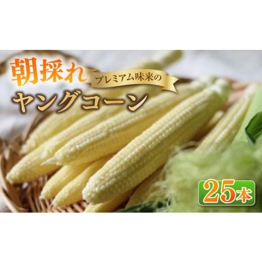ふるさと納税 とうもろこし 愛知県 西尾市 朝採れ プレミアム味来のヤングコーン 25本・S099 25本/7,000円