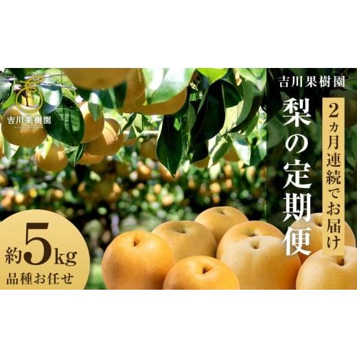 ふるさと納税 梨 宮城県 角田市 2026年発送分 先行予約 梨の定期便/全2回発送 和梨2カ月連続お届け 5kg(品種おまかせ)