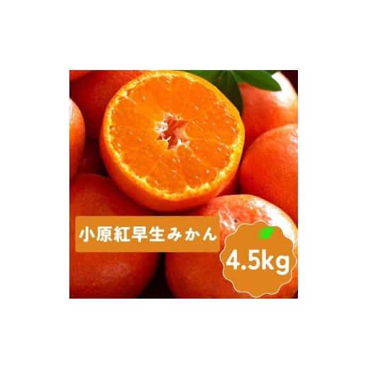 ふるさと納税 みかん・柑橘類 香川県 多度津町 小原紅早生みかん サイズS〜L 約4.5kg 予約受付中 令和8年11月中旬頃より発送