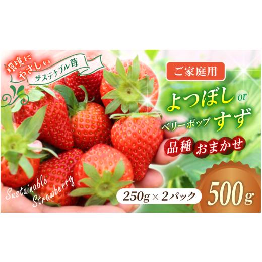 ふるさと納税 いちご 岡山県 真庭市 ご家庭用 いちご よつぼし すず 品種おまかせ 500g (250g × 2パック) / いちご イチゴ ストロベリー 苺 自宅用 こだ…