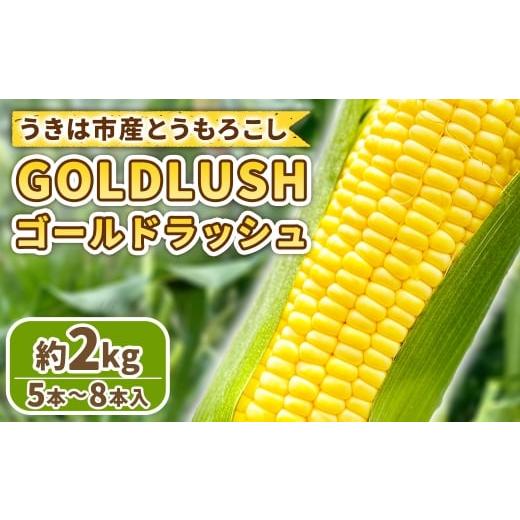 ふるさと納税 とうもろこし 福岡県 うきは市 とうもろこし ゴールドラッシュ 5本〜8本入 ( 約2kg ) フルーツコーン 甘い 野菜 トウモロコシ 冷蔵 2026年5月…