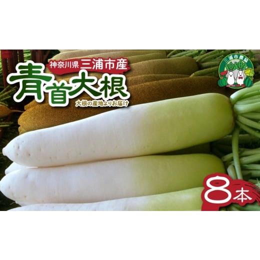 ふるさと納税 野菜類 大根 神奈川県 三浦市 神奈川県三浦市産青首大根 8本