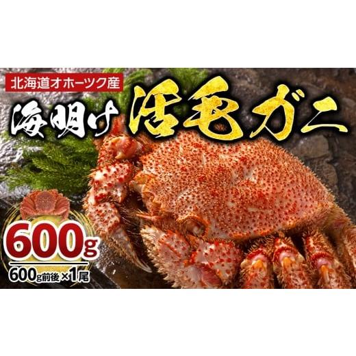 ふるさと納税 カニ 毛ガニ 北海道 旭川市 先行予約 北海道オホーツク産海明け活毛ガニ ボイル未冷凍配送(チルド 冷蔵配送) 600g前後 1尾(2026年3月下旬か…