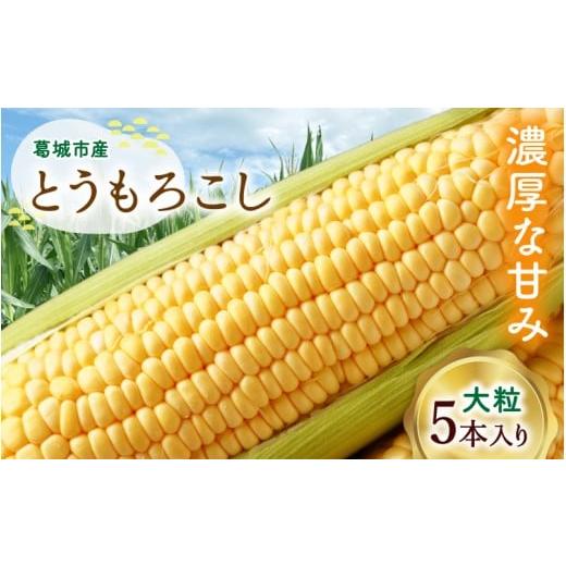 ふるさと納税 とうもろこし 奈良県 葛城市 奈良県産 とうもろこし おおもの 5本入り 2026年7月初旬〜7月末頃に順次発送予定 / 23ファーム トウモロコシ コー…