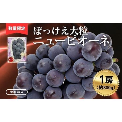ふるさと納税 ぶどう 岡山県 鏡野町 ぼっけえ大粒ニューピオーネ1房(約800g以上)化粧箱入