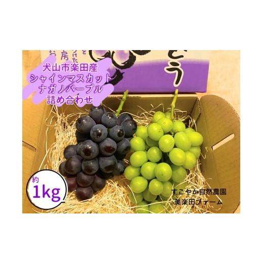 ふるさと納税 ぶどう マスカット 愛知県 犬山市 25-17_ 2026年先行予約 犬山市楽田産 葡萄(シャインマスカット、ナガノパープル)詰め合わせ | ぶどう 葡萄 …