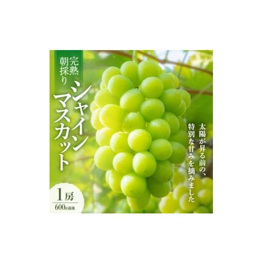 ふるさと納税 ぶどう 岡山県 新庄村 2026年発送 朝採り直送 さつきぶどう園シャインマスカット1房 600g前後 フルーツ王国岡山 1710159