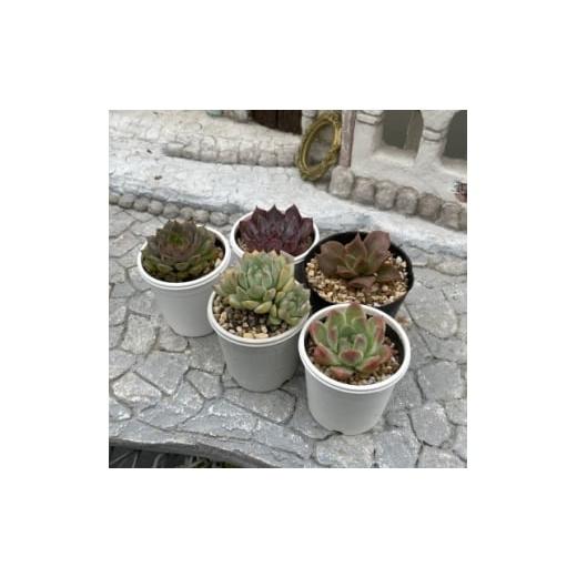 ふるさと納税 花・苗木 兵庫県 養父市 種類はおまかせ 多肉植物の苗セット(5種類アソート) 1713107