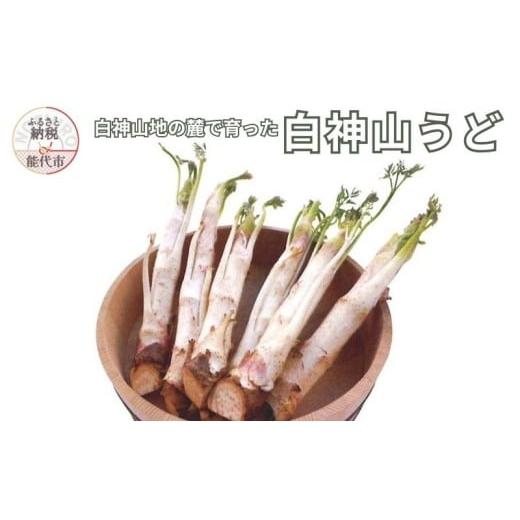 ふるさと納税 野菜類 山菜 秋田県 能代市 2月〜3月期間限定出荷 白神山うど 1ケース 3L 2L 秋田県 能代市 山菜