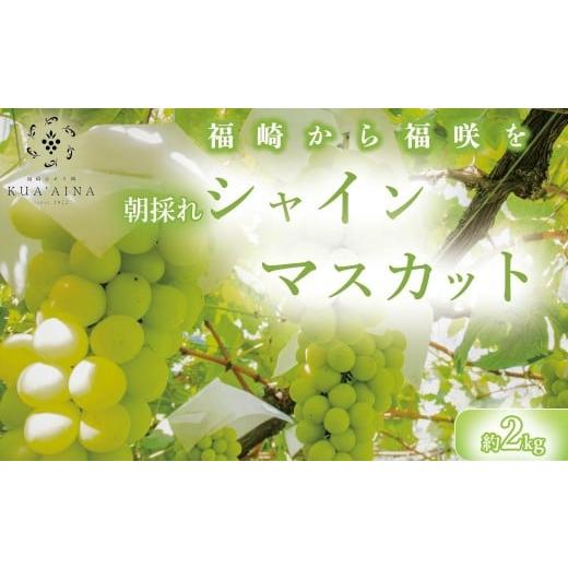 ふるさと納税 ぶどう マスカット 兵庫県 福崎町 兵庫県福崎産 「福崎から福咲を」 朝採れ ご家庭用 シャインマスカット 2kg 詰め合わせセット 福崎ぶどう園 …