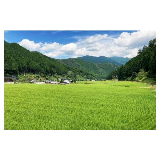 ふるさと納税 米 コシヒカリ 岡山県 西粟倉村  令和8年産新米・先行予約 3回定期便 あわくら源流米 コシヒカリ 白米 10kg｜西粟倉村産・昼夜寒暖差が育む甘み…の画像