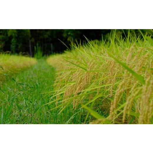 ふるさと納税 米 コシヒカリ 岡山県 西粟倉村  令和8年産新米・先行予約 3回定期便 あわくら源流米 コシヒカリ 白米 10kg｜西粟倉村産・昼夜寒暖差が育む甘み…の画像