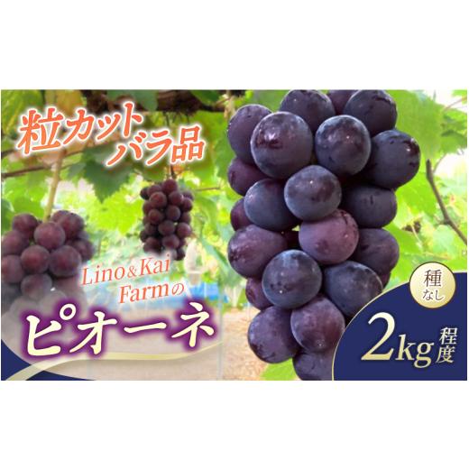 ふるさと納税 ぶどう 岡山県 真庭市 2026年先行予約 粒カットバラ品 Lino&Kai Farmの ピオーネ(2kg程度) / ぶどう 岡山 真庭市 ピオーネ 高級 大粒 果物 …