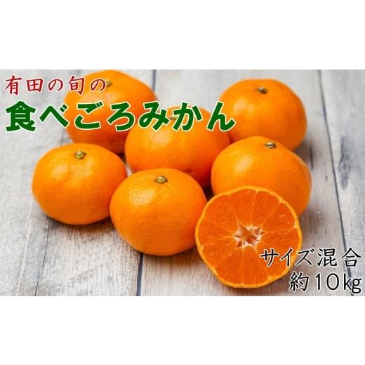 ふるさと納税 果物類 みかん 和歌山県 新宮市 先行予約 有田の旬の食べごろみかん約10kg(サイズ混合) 2026年11月下旬〜2027年1月中旬頃順次発送