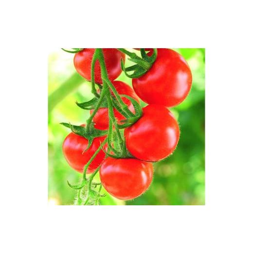 ふるさと納税 野菜類 トマト 福岡県 筑後市 ミディトマト はなひめ 3kg 中玉 トマト 福岡県産 7月-11月発送不可