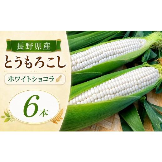 ふるさと納税 とうもろこし 長野県 飯田市 とうもろこし ホワイトショコラ 6本 | 農家直送 トウモロコシ 甘い 野菜 ジューシー みずみずしい 生食 茹で 焼き …