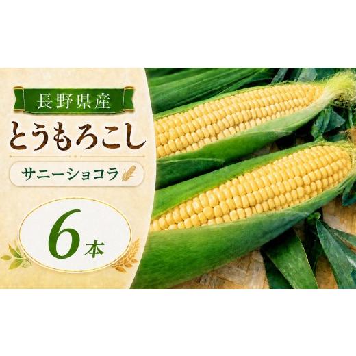 ふるさと納税 とうもろこし 長野県 飯田市 とうもろこし サニーショコラ 6本 | 農家直送 トウモロコシ 甘い 野菜 ジューシー みずみずしい 生食 茹で 焼き 栄…