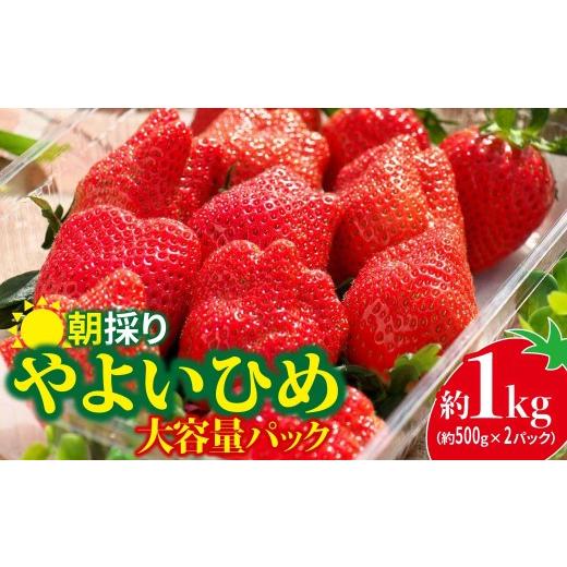 ふるさと納税 いちご 群馬県 前橋市 いちご やよいひめ 500g × 2パック 1kg | コク 甘み 朝採れ やよいひめ 大粒 甘み 酸味 バランス 贈答用 新鮮 完熟 いち…