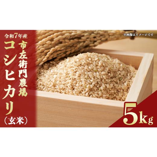 ふるさと納税 米 コシヒカリ 茨城県 つくば市 令和7年産 コシヒカリ 5kg 玄米 スピード発送 │ 米 こめ こしひかり ご飯 5キロ 2025年産 茨城県産 茨城県 つく…