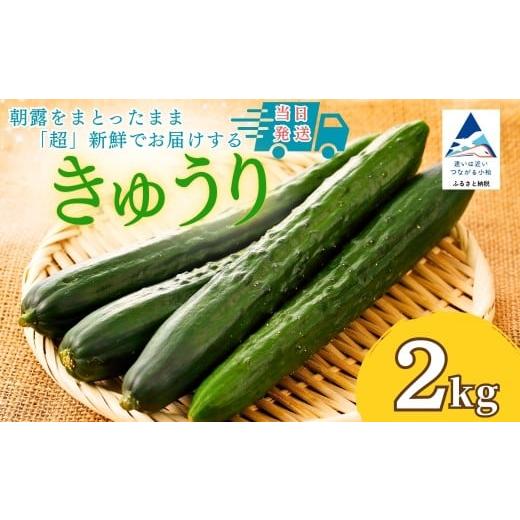 ふるさと納税 野菜類 石川県 小松市 きゅうり 2kg (20本以上) きゅうり 野菜 | 石川県 小松市 JAあぐり 2kg(20本以上)