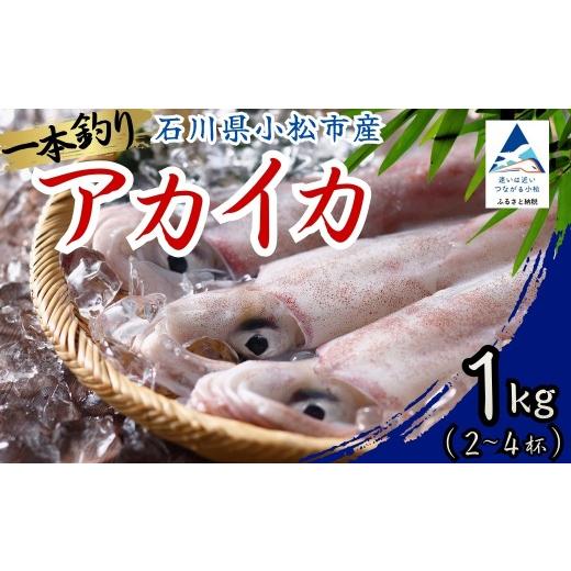 ふるさと納税 イカ 石川県 小松市 アカイカ 1kg (約2〜4杯) イカ いか 海鮮 | 石川県 小松市 石川県漁業協同組合小松支所
