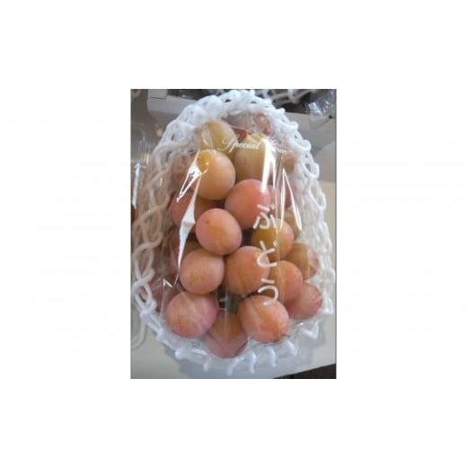 ふるさと納税 ぶどう 鳥取県 北栄町 964.北条砂丘地産ぶどう クインニーナ 2房 1kg以上 果物 くだもの 葡萄 ぶどう