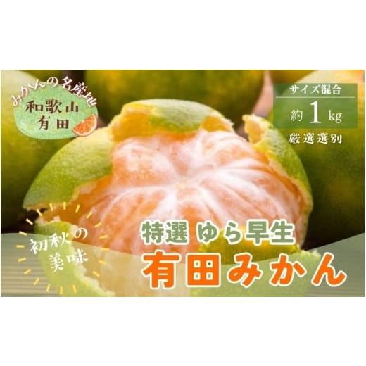 ふるさと納税 果物類 みかん 和歌山県 かつらぎ町 特選 ゆら早生有田みかん 約1kg+200g(痛み補償分) 2026年10月中旬〜11月上旬頃に順次発送予定 約1kg+200g(…
