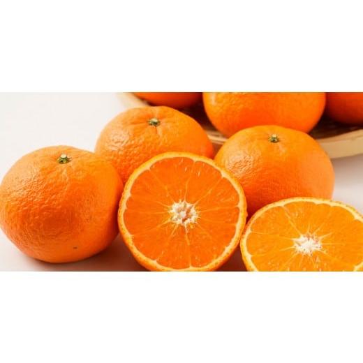 ふるさと納税 果物類 みかん 和歌山県 那智勝浦町 贈答用 森本農園の手選別 津の輝 約2kg 和歌山県産 L〜2Lサイズ[北海道・沖縄・離島配送不可][RN141]