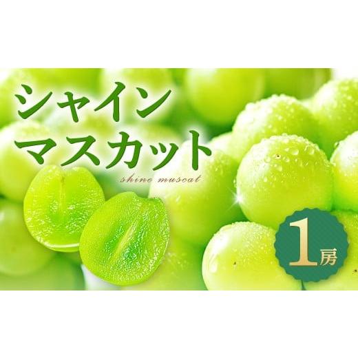 ふるさと納税 ぶどう マスカット 島根県 益田市 皮ごと食べられる種なしぶどう シャインマスカット 1房 先行予約 ぶどう シャインマスカット 1房 葡萄 ブドウ …