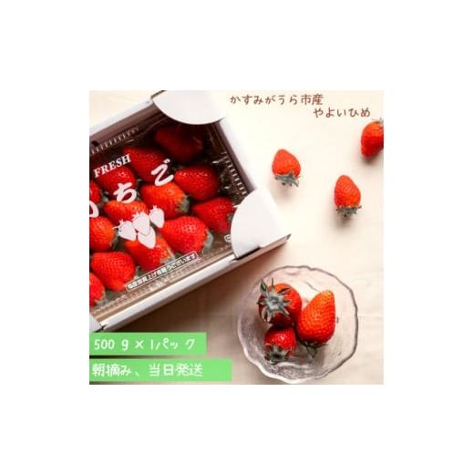 ふるさと納税 いちご 茨城県 かすみがうら市 やよいひめ 朝摘み・当日発送 500g×1パック 1713923