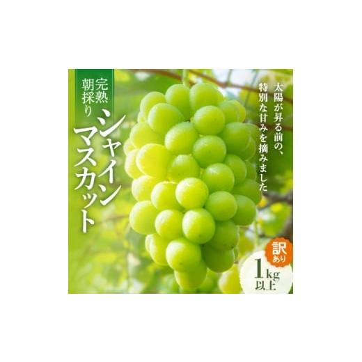 ふるさと納税 ぶどう 岡山県 新庄村 先行受付/訳あり 岡山県産シャインマスカット約1.0kg(2〜3房) 1710162