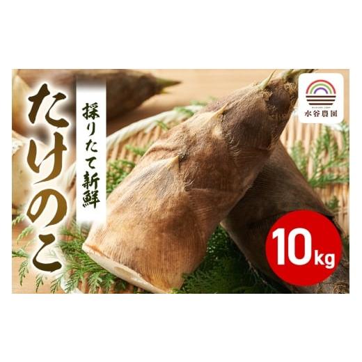 ふるさと納税 野菜類 山菜 茨城県 石岡市 2026年 先行予約 採りたて新鮮タケノコ 数量限定 タケノコ 山菜 たけのこ 筍 野菜 採れたて 新鮮 水谷農園 茨城県 …