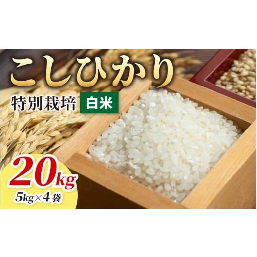 ふるさと納税 米 コシヒカリ 福井県 大野市 令和7年産 こしひかり 20kg 白米 減農薬・減化学肥料 「特別栽培米」−地球にやさしいお米−