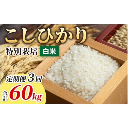 ふるさと納税 米 コシヒカリ 福井県 大野市 令和7年産 3ヶ月定期便 こしひかり 20kg ×3回 計 60kg 白米 減農薬・減化学肥料 「特別栽培米」−地球にやさし…