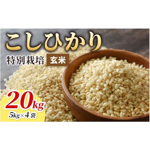 ふるさと納税 米 コシヒカリ 福井県 大野市 令和7年産 こしひかり 20kg 玄米 減農薬・減化学肥料 「特別栽培米」−地球にやさしいお米−