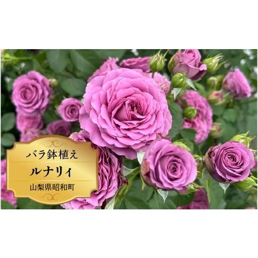 ふるさと納税 雑貨・日用品 花 山梨県 昭和町 バラ苗鉢植え「ルナリィ」
