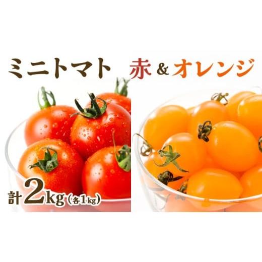 ふるさと納税 トマト ミニトマト 北海道 岩見沢市 先行販売 ファーム雫 食べ比べセット ミニトマト赤&オレンジ計2kg a127-005 赤&オレンジ