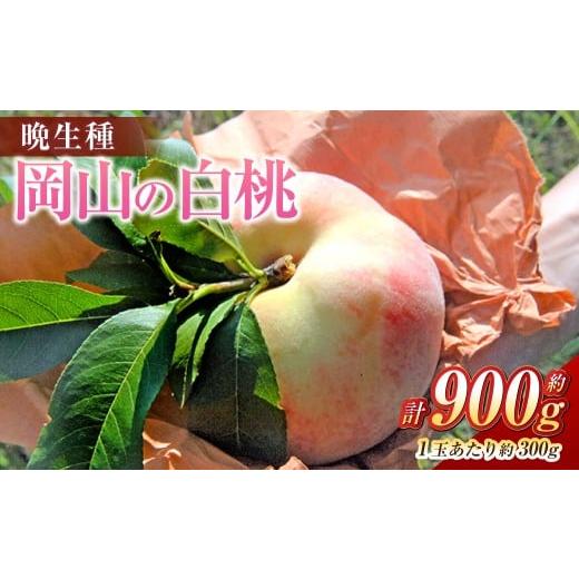 ふるさと納税 もも 岡山県 倉敷市 岡山の白桃 (大玉 / 晩生種) 3玉 (1玉約300g) 計約900g 桃 もも モモ 白桃 くだもの 果物 国産フルーツ 国産 岡山県 倉…