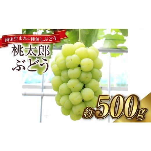 ふるさと納税 果物類 ぶどう 岡山県 倉敷市 桃太郎ぶどう 1房(約500g)果物 ぶどう フルーツ スッキリ 種なし 大粒 人気 皮ごと 美味しい 2026年9月上旬〜9月…