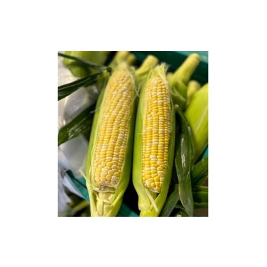 ふるさと納税 とうもろこし 静岡県 磐田市 2026年6月〜7月順次発送 とうもろこし 6本 甘々娘(A品) 朝採り スイートコーン 1713797