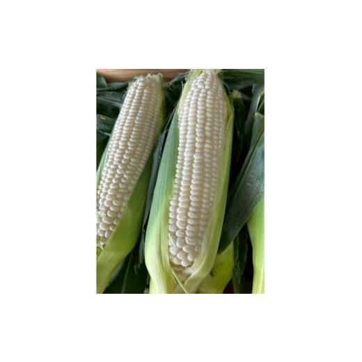 ふるさと納税 とうもろこし 静岡県 磐田市 2026年6月〜7月順次発送 とうもろこし ホワイト 6本 A品 朝採り スイートコーン 雪の妖精 1713804