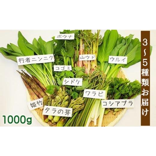 ふるさと納税 野菜類 山菜 岩手県 八幡平市 5月上旬発送開始予定 期間限定 天然山菜 食べ比べセット 約1000g / 山菜 春の山菜 春 さんさい 旬 春の味覚 食べ…