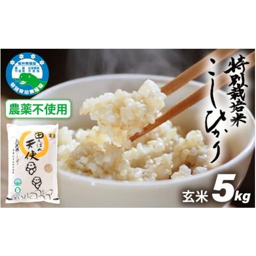 ふるさと納税 米 コシヒカリ 福井県 越前町 令和7年産 農薬不使用 特別栽培米コシヒカリ5kg 玄米 福井県認証区分1取得「田んぼの天使」越前町 5キロ お米 コ…